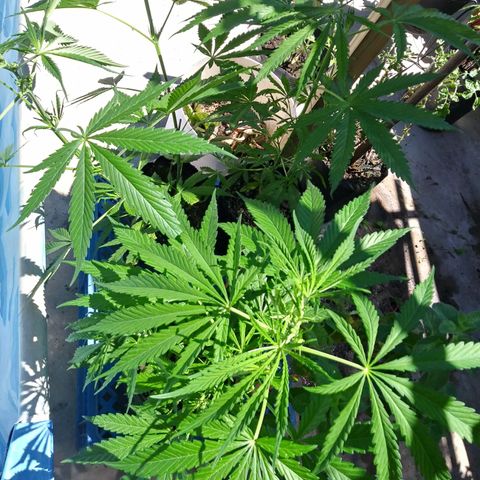 Sk8.criollas #2 growlog photo: Verde que te quiero verde.
 Parece que el sustrato se mantiene hunedo. Crecimiento hojas nuevas enrolladas. 