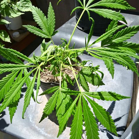 PQue.x macho esteban #1 growlog photo: Peque crecimiento enrollado
