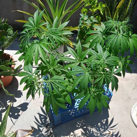 Sk8.criollas #2 growlog photo: Disfrutando sol! 
Riego con abono para empezar la preflora.
Top bloom 4 ml x 4 lts agua declorada
 Ph.agua: 6.6