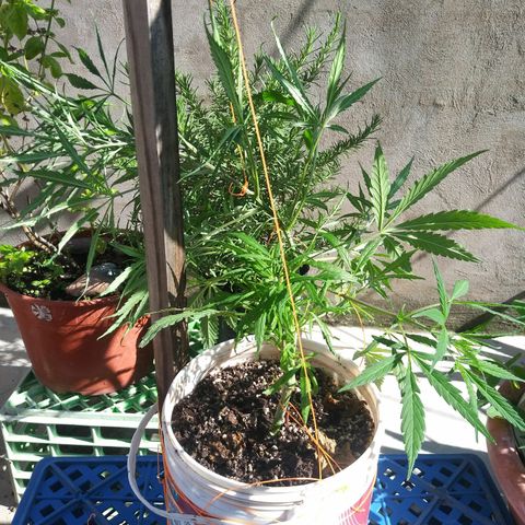 PQue.x macho esteban #1 growlog photo: Entutorado LST, SUPER CROPIN, esquejes
