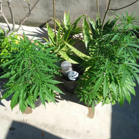 Sk8.criollas #2 growlog photo: Machos. Ambos. Sale esquejado de 1 y corte de otro