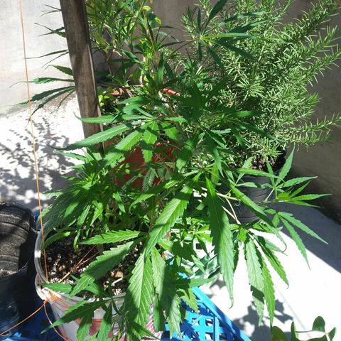 PQue.x macho esteban #1 growlog timeline photo