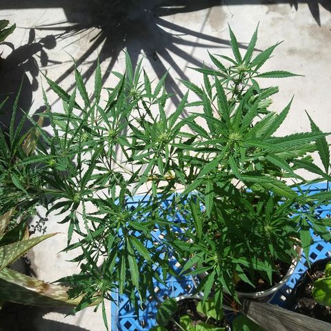 PQue.x macho esteban #1 growlog photo: Ataduras claves ayudaron a que se ramifique bien. Se abono esta mañana con top bloom. El mulching con hojas secas de la estrella federal y el sustrato aireado solo con tierra de monte y mezcla de compost con tierra negra. Funciona bien. Maceta de 4 litros.