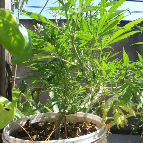 PQue.x macho esteban #1 growlog photo: Rara formación