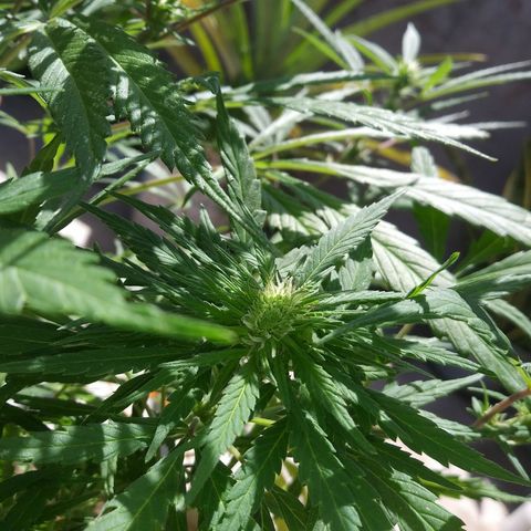PQue.x macho esteban #1 growlog timeline photo
