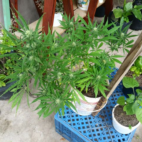 PQue.x macho esteban #1 growlog timeline photo