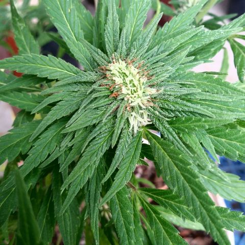 PQue.x macho esteban #1 growlog photo: Formacion poliploide en sobre tallo! 
Excelente aroma frutal. Dulce.
4 semana floración con buen desarrollo de tricomas y numero de flores