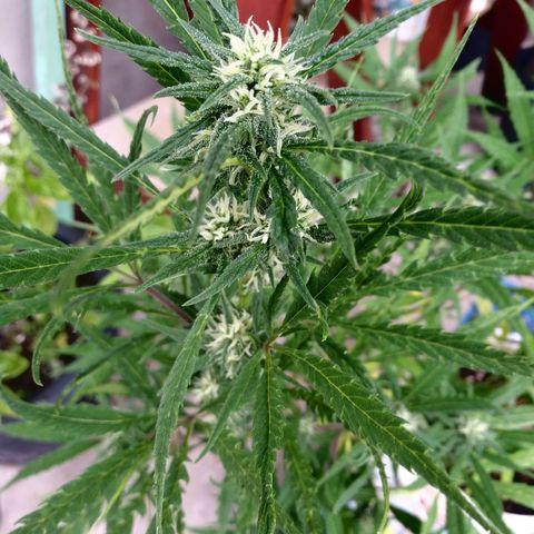 PQue.x macho esteban #1 growlog photo: Flor de punta principal. Exelente aroma frutal