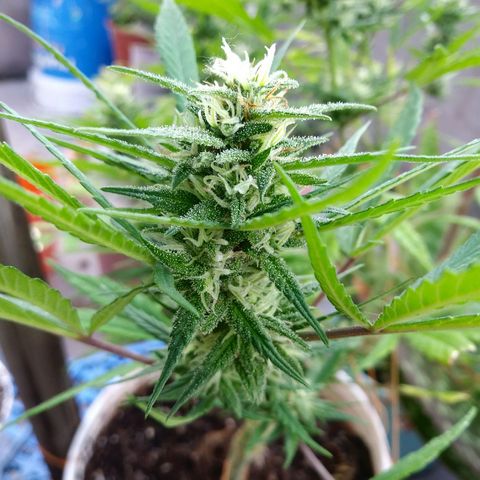 PQue.x macho esteban #1 growlog photo: 5ta semana flora
 Abono liquido ph 6.55