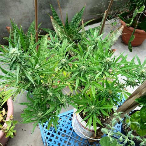 PQue.x macho esteban #1 growlog timeline photo