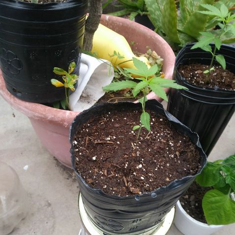 Posibles lemon x skunk f3 . 0g seeds #2 growlog timeline photo