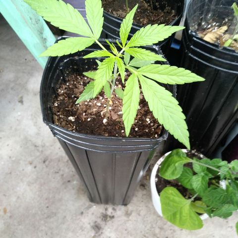 Nn #1 growlog timeline photo
