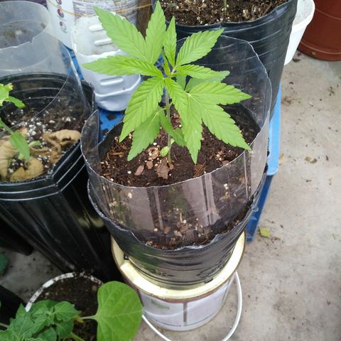 Posibles lemon x skunk f3 . 0g seeds #2 growlog timeline photo