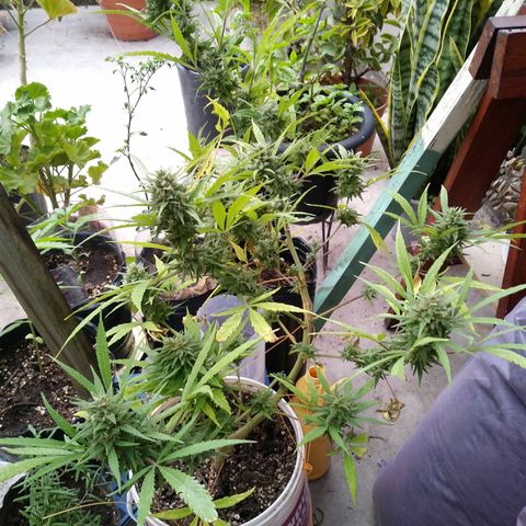 PQue.x macho esteban #1 growlog timeline photo
