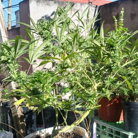 PQue.x macho esteban #1 growlog timeline photo
