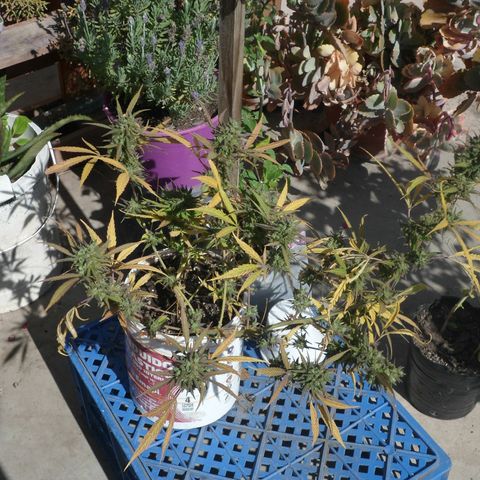 PQue.x macho esteban #1 growlog timeline photo