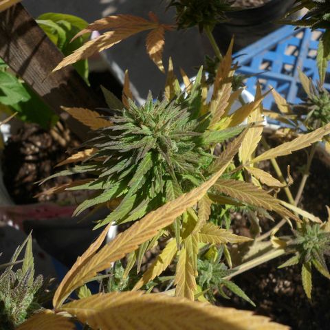 PQue.x macho esteban #1 growlog photo: Poliploide