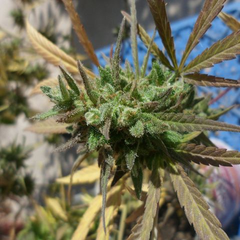 PQue.x macho esteban #1 growlog timeline photo