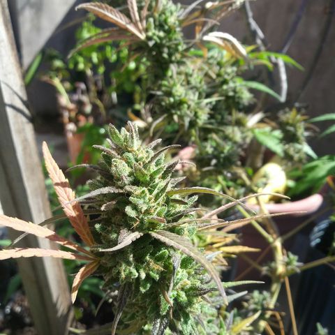 PQue.x macho esteban #1 growlog timeline photo