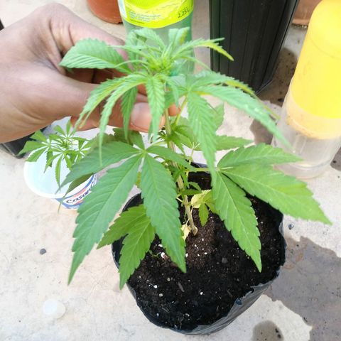 Posibles lemon x skunk f3 . 0g seeds #2 growlog timeline photo