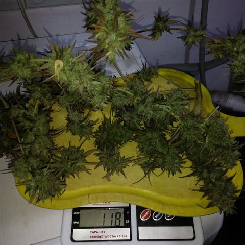 PQue.x macho esteban #1 growlog photo: Peso recién cortado