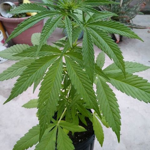 Nn #1 growlog timeline photo