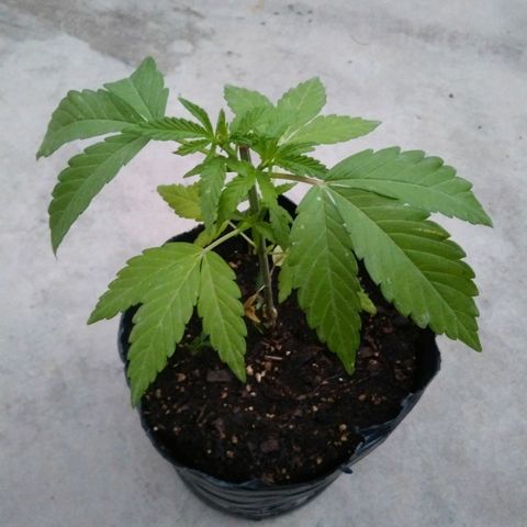 Posibles lemon x skunk f3 . 0g seeds #2 growlog timeline photo