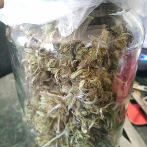 PQue.x macho esteban #1 growlog photo: Enfrascado
27 grs en seco
5 dias secado
Empieza curado
12 semanas floración
 Corte: 24 de mayo 2021