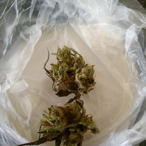 PQue.x macho esteban #1 growlog photo: Excelente aroma. 