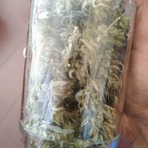 PQue.x macho esteban #1 growlog photo: Excelente aroma. 