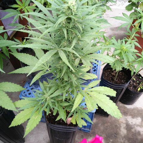 Nn #1 growlog timeline photo