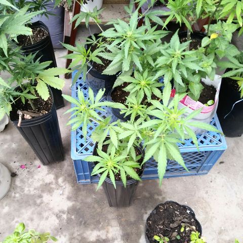 Posibles lemon x skunk f3 . 0g seeds #2 growlog timeline photo