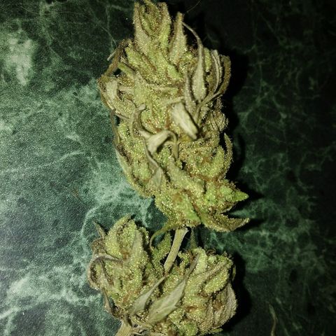 PQue.x macho esteban #1 growlog photo: 1 mes de curado.
Corte temprano. 12 semanas flora
Tricomas lechosos apenas puntas doradas