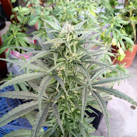 Nn #1 growlog timeline photo