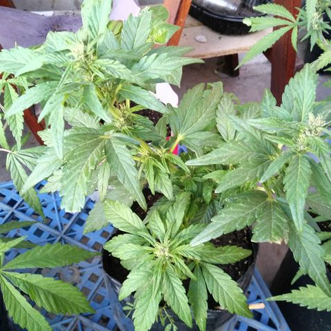 Posibles lemon x skunk f3 . 0g seeds #2 growlog timeline photo