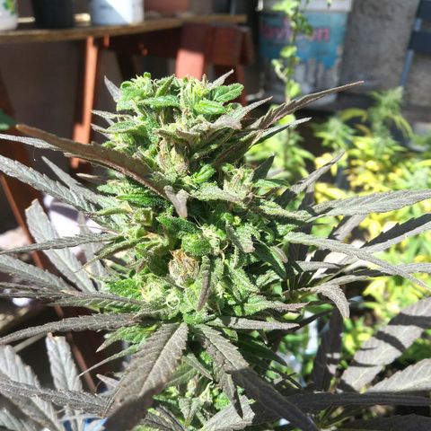 Nn #1 growlog timeline photo