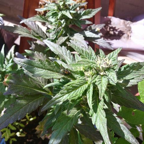 Posibles lemon x skunk f3 . 0g seeds #2 growlog timeline photo