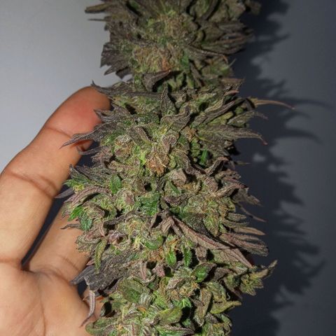 Nn #1 growlog photo: Cosecha! 