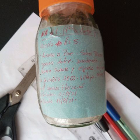Nn #1 growlog photo: Aroma a pino. Relajante. Dulce. No pude rescatar genetica. Nn de talla chica