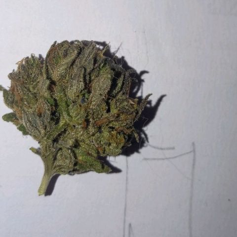 Nn #1 growlog photo: Aroma a pino. Relajante. Dulce. No pude rescatar genetica. Nn de talla chica