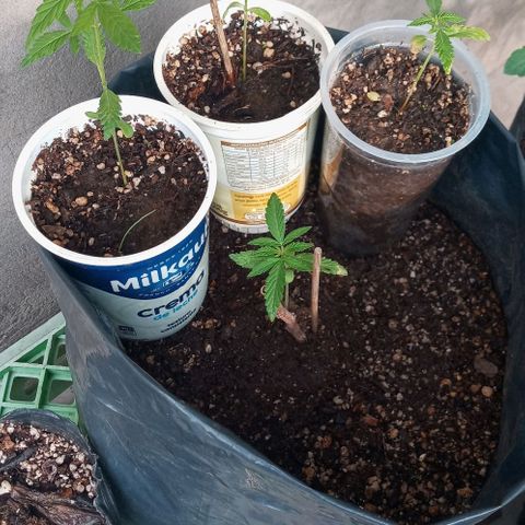 Santa marta golden growlog photo: Abono con fjp chala y aloe. Salieron a exterior para fin se semaba que viene hacer trasplante