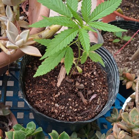 Santa marta golden growlog photo: Ambas trasplantadas. Con buena salud. . una mas afectada dwl ataque de gatos u hornigas.
Solo sobrevivieron 2 de 3 plantas
