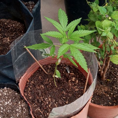 Santa marta golden growlog photo: Ambas trasplantadas. Con buena salud. . una mas afectada dwl ataque de gatos u hornigas.
Solo sobrevivieron 2 de 3 plantas