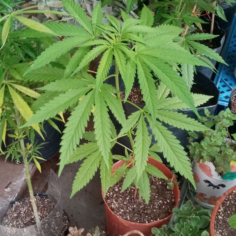 Santa marta golden growlog photo: #1 la santa marta en terraza
