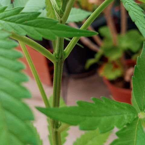 Santa marta golden growlog photo: Hembra maceta negra. Macho maceta marron