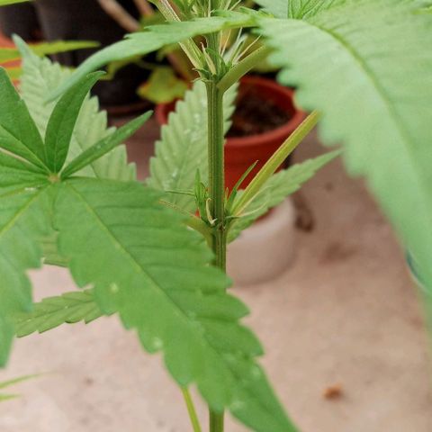 Santa marta golden growlog photo: Hembra maceta negra. Macho maceta marron