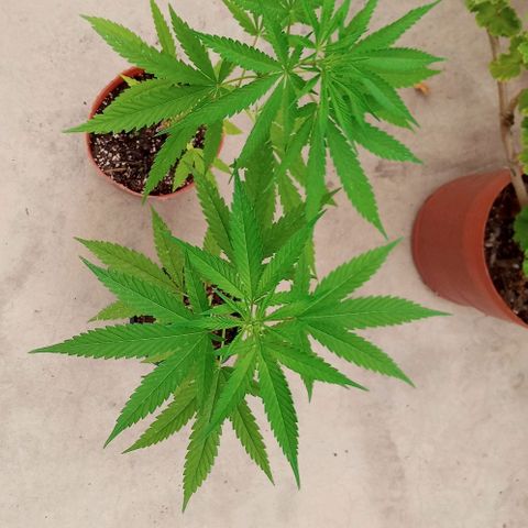 Santa marta golden growlog photo: Hembra maceta negra. Macho maceta marron