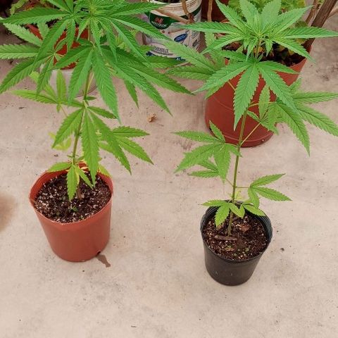 Santa marta golden growlog photo: Hembra maceta negra. Macho maceta marron