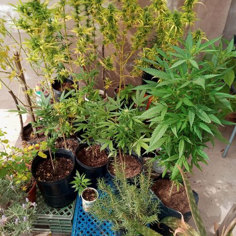 Santa marta golden growlog photo: Planta hembra en 2da semana floración