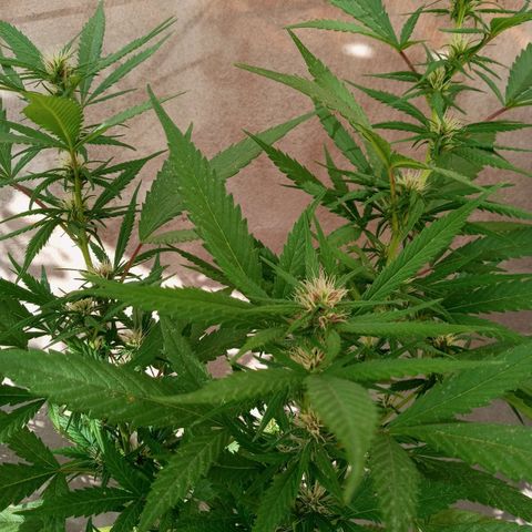 Santa marta golden growlog timeline photo